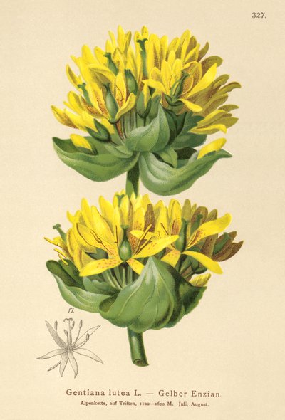 Great Yellow Gentian by German School